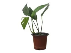 Pothos Baltic Blue - Epipremnum - LIVE Potted 4" Plant - FREE SHIPPING -Cheap Plantly Store PhotoRoom 20231121 112856 19