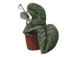 Scindapsus Exotica – Scindapsus Pictus ‘Exotica’ – In 4″ And 6" Pot - FREE SHIPPING 18 Scindapsus Exotica – Scindapsus Pictus ‘Exotica’ – In 4″ And 6" Pot - FREE SHIPPING -Cheap Plantly Store PhotoRoom 20231121 112858 37