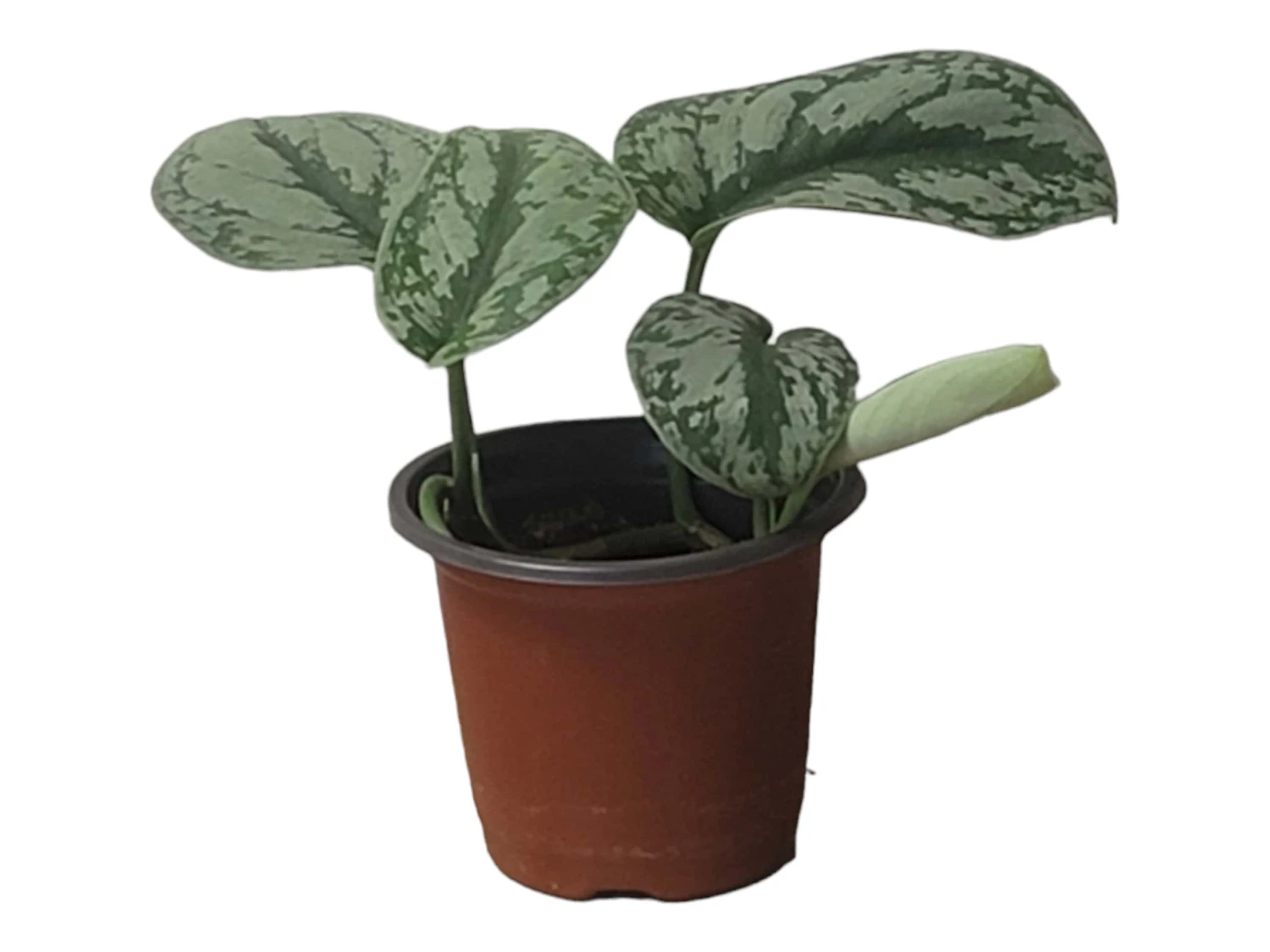 Scindapsus Exotica – Scindapsus Pictus ‘Exotica’ – In 4″ And 6" Pot - FREE SHIPPING 16 Scindapsus Exotica – Scindapsus Pictus ‘Exotica’ – In 4″ And 6" Pot - FREE SHIPPING - Image 14