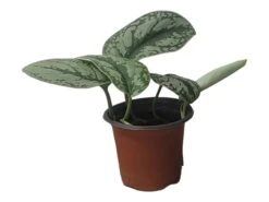 Scindapsus Exotica – Scindapsus Pictus ‘Exotica’ – In 4″ And 6" Pot - FREE SHIPPING 29 Scindapsus Exotica – Scindapsus Pictus ‘Exotica’ – In 4″ And 6" Pot - FREE SHIPPING -Cheap Plantly Store PhotoRoom 20231121 112858 39