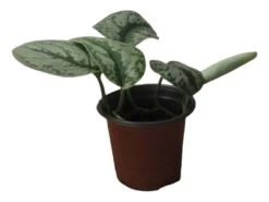 Scindapsus Exotica – Scindapsus Pictus ‘Exotica’ – In 4″ And 6" Pot - FREE SHIPPING 28 Scindapsus Exotica – Scindapsus Pictus ‘Exotica’ – In 4″ And 6" Pot - FREE SHIPPING -Cheap Plantly Store PhotoRoom 20231121 112858 40
