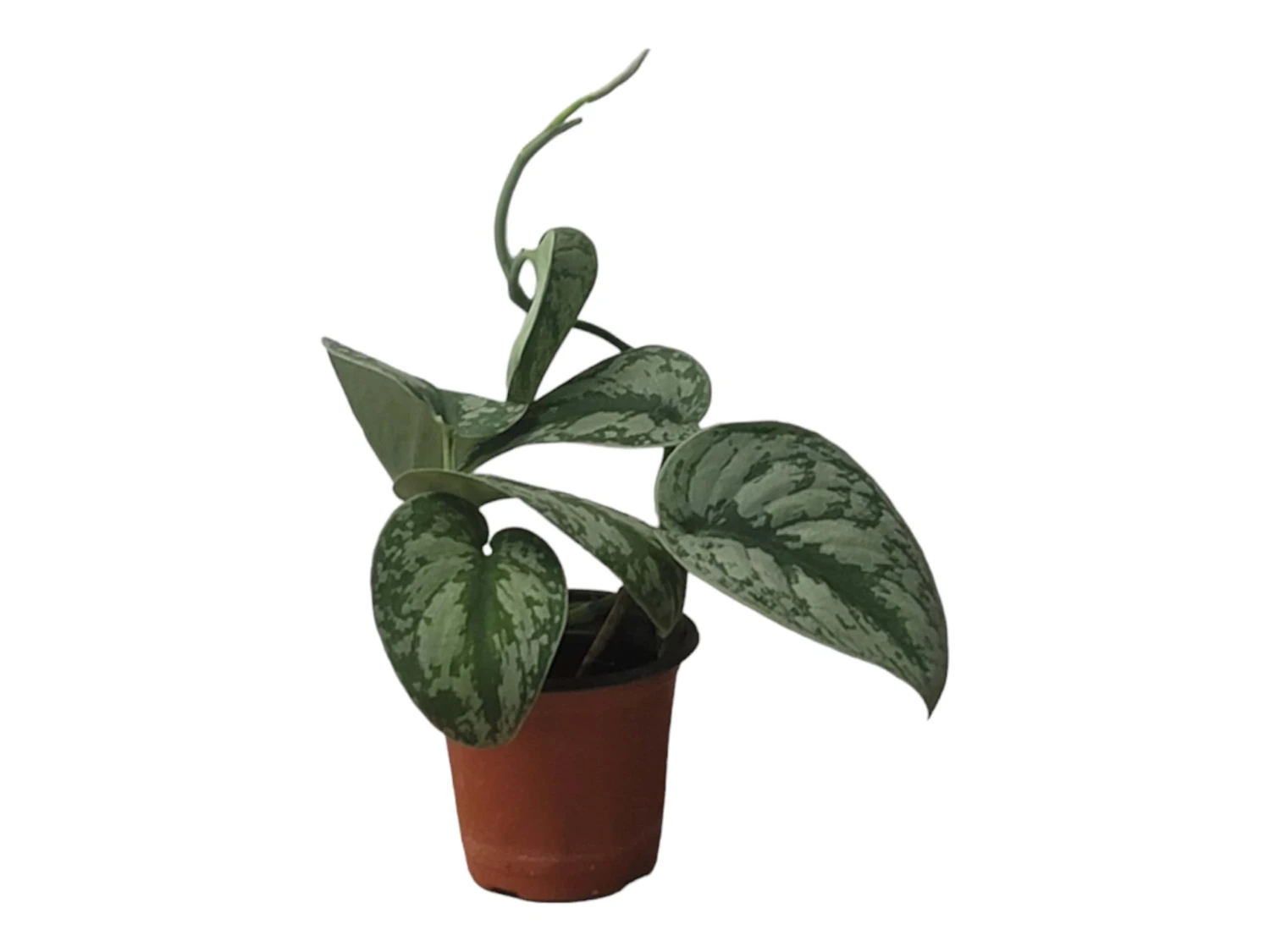 Scindapsus Exotica – Scindapsus Pictus ‘Exotica’ – In 4″ And 6" Pot - FREE SHIPPING 13 Scindapsus Exotica – Scindapsus Pictus ‘Exotica’ – In 4″ And 6" Pot - FREE SHIPPING - Image 11