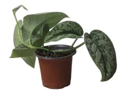 Scindapsus Exotica – Scindapsus Pictus ‘Exotica’ – In 4″ And 6" Pot - FREE SHIPPING 25 Scindapsus Exotica – Scindapsus Pictus ‘Exotica’ – In 4″ And 6" Pot - FREE SHIPPING -Cheap Plantly Store PhotoRoom 20231121 112859 43