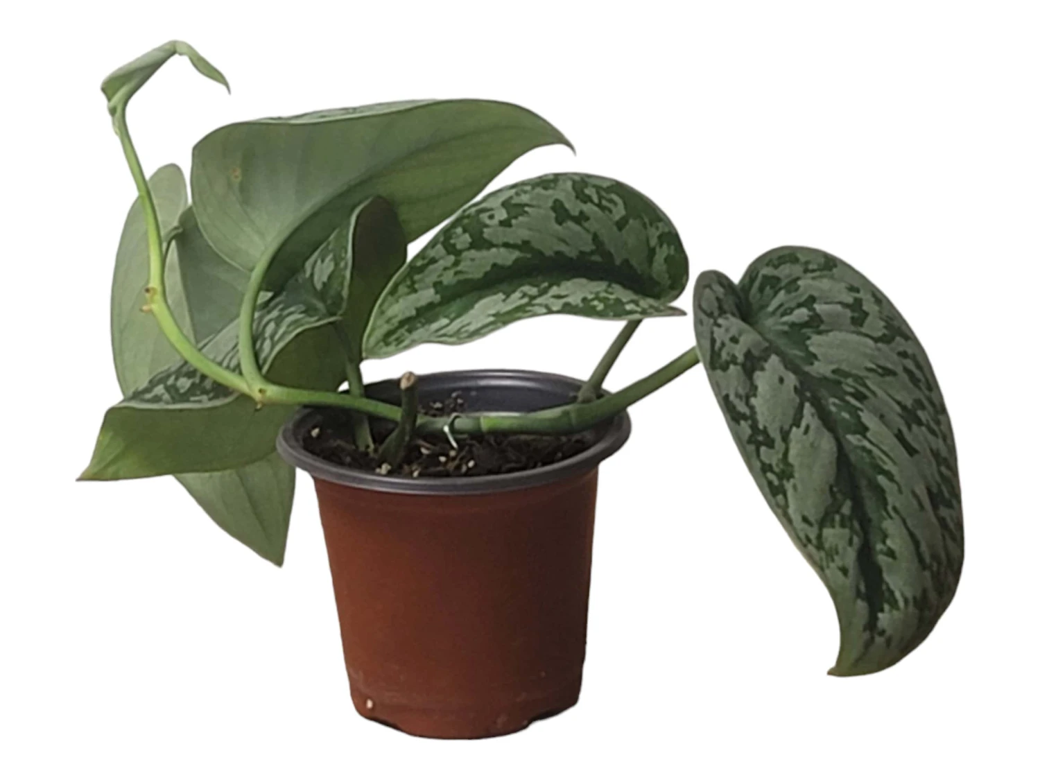 Scindapsus Exotica – Scindapsus Pictus ‘Exotica’ – In 4″ And 6" Pot - FREE SHIPPING 11 Scindapsus Exotica – Scindapsus Pictus ‘Exotica’ – In 4″ And 6" Pot - FREE SHIPPING - Image 9