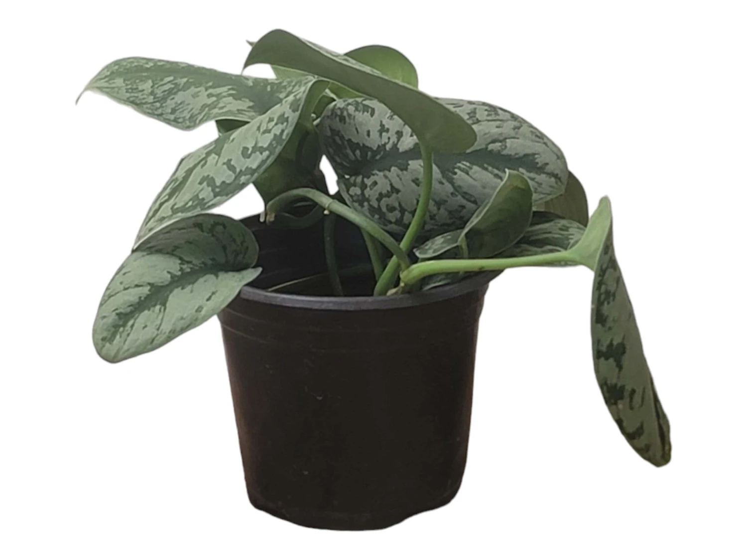 Scindapsus Exotica – Scindapsus Pictus ‘Exotica’ – In 4″ And 6" Pot - FREE SHIPPING 9 Scindapsus Exotica – Scindapsus Pictus ‘Exotica’ – In 4″ And 6" Pot - FREE SHIPPING - Image 7