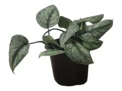 Scindapsus Exotica – Scindapsus Pictus ‘Exotica’ – In 4″ And 6" Pot - FREE SHIPPING 22 Scindapsus Exotica – Scindapsus Pictus ‘Exotica’ – In 4″ And 6" Pot - FREE SHIPPING -Cheap Plantly Store PhotoRoom 20231121 112859 46 1