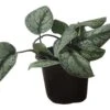 Scindapsus Exotica – Scindapsus Pictus ‘Exotica’ – In 4″ And 6" Pot - FREE SHIPPING -Cheap Plantly Store PhotoRoom 20231121 112859 46