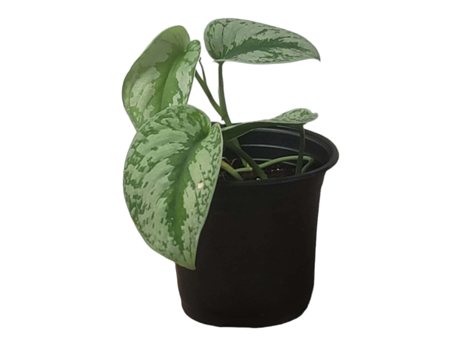 Scindapsus Exotica – Scindapsus Pictus ‘Exotica’ – In 4″ And 6" Pot - FREE SHIPPING 7 Scindapsus Exotica – Scindapsus Pictus ‘Exotica’ – In 4″ And 6" Pot - FREE SHIPPING - Image 5