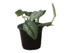 Scindapsus Exotica – Scindapsus Pictus ‘Exotica’ – In 4″ And 6" Pot - FREE SHIPPING 19 Scindapsus Exotica – Scindapsus Pictus ‘Exotica’ – In 4″ And 6" Pot - FREE SHIPPING -Cheap Plantly Store PhotoRoom 20231121 112859 49