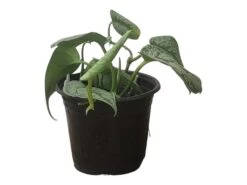 Scindapsus Exotica – Scindapsus Pictus ‘Exotica’ – In 4″ And 6" Pot - FREE SHIPPING 31 Scindapsus Exotica – Scindapsus Pictus ‘Exotica’ – In 4″ And 6" Pot - FREE SHIPPING -Cheap Plantly Store PhotoRoom 20231121 112859 50