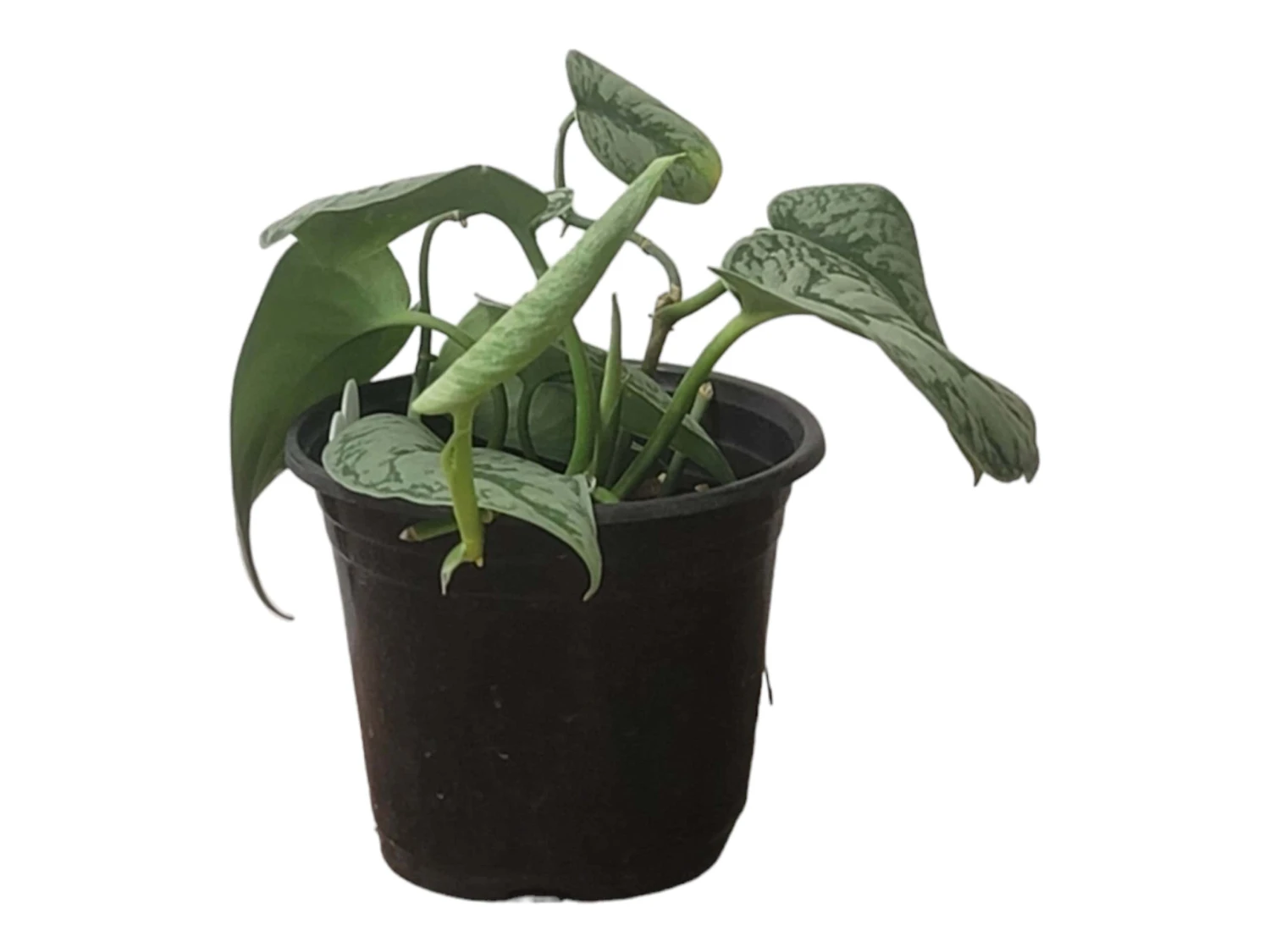 Scindapsus Exotica – Scindapsus Pictus ‘Exotica’ – In 4″ And 6" Pot - FREE SHIPPING 17 Scindapsus Exotica – Scindapsus Pictus ‘Exotica’ – In 4″ And 6" Pot - FREE SHIPPING - Image 15