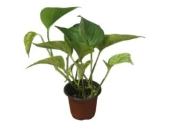 Pothos Marble Queen - LIVE Potted 4" Plant - Epipremnum - FREE SHIPPING -Cheap Plantly Store PhotoRoom 20231121 124707 1