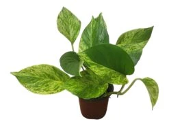 Pothos Marble Queen - LIVE Potted 4" Plant - Epipremnum - FREE SHIPPING -Cheap Plantly Store PhotoRoom 20231121 124707 3 1