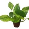 Pothos Marble Queen - LIVE Potted 4" Plant - Epipremnum - FREE SHIPPING -Cheap Plantly Store PhotoRoom 20231121 124707 3