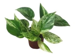 Pothos Marble Queen - LIVE Potted 4" Plant - Epipremnum - FREE SHIPPING -Cheap Plantly Store PhotoRoom 20231121 124707 4