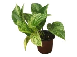 Pothos Marble Queen - LIVE Potted 4" Plant - Epipremnum - FREE SHIPPING -Cheap Plantly Store PhotoRoom 20231121 124707 5