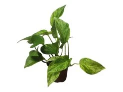 Pothos Marble Queen - LIVE Potted 4" Plant - Epipremnum - FREE SHIPPING -Cheap Plantly Store PhotoRoom 20231121 124707 8
