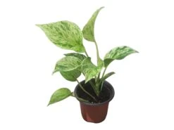 Pothos Marble Queen - LIVE Potted 4" Plant - Epipremnum - FREE SHIPPING -Cheap Plantly Store PhotoRoom 20231121 124708 11
