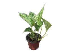 Pothos Marble Queen - LIVE Potted 4" Plant - Epipremnum - FREE SHIPPING -Cheap Plantly Store PhotoRoom 20231121 124708 12