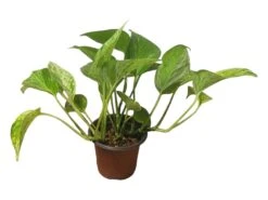 Pothos Marble Queen - LIVE Potted 4" Plant - Epipremnum - FREE SHIPPING -Cheap Plantly Store PhotoRoom 20231121 124708 9