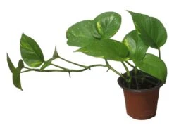 Pothos Giant Hawaiian - LIVE 4" Potted Plant - Epipremnum Hawaiian -Cheap Plantly Store PhotoRoom 20231121 215348 1 1