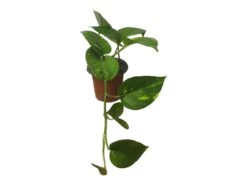Pothos Giant Hawaiian - LIVE 4" Potted Plant - Epipremnum Hawaiian -Cheap Plantly Store PhotoRoom 20231121 215348 2 1