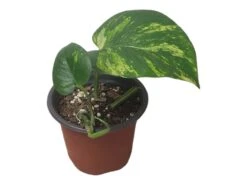 Pothos Giant Hawaiian - LIVE 4" Potted Plant - Epipremnum Hawaiian -Cheap Plantly Store PhotoRoom 20231121 215348 3 1