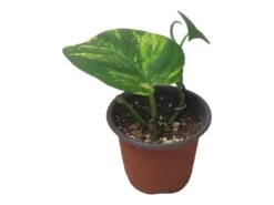 Pothos Giant Hawaiian - LIVE 4" Potted Plant - Epipremnum Hawaiian -Cheap Plantly Store PhotoRoom 20231121 215348 4 1