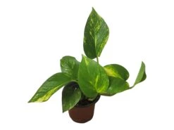 Pothos Giant Hawaiian - LIVE 4" Potted Plant - Epipremnum Hawaiian -Cheap Plantly Store PhotoRoom 20231121 215349 10 2