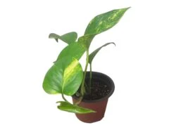 Pothos Giant Hawaiian - LIVE 4" Potted Plant - Epipremnum Hawaiian -Cheap Plantly Store PhotoRoom 20231121 215349 11 1