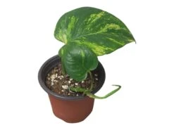 Pothos Giant Hawaiian - LIVE 4" Potted Plant - Epipremnum Hawaiian -Cheap Plantly Store PhotoRoom 20231121 215349 5 1