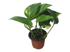 Pothos Giant Hawaiian - LIVE 4" Potted Plant - Epipremnum Hawaiian -Cheap Plantly Store PhotoRoom 20231121 215349 6 1