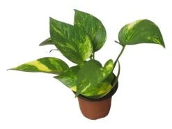 Pothos Giant Hawaiian - LIVE 4" Potted Plant - Epipremnum Hawaiian -Cheap Plantly Store PhotoRoom 20231121 215349 7 1