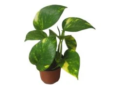 Pothos Giant Hawaiian - LIVE 4" Potted Plant - Epipremnum Hawaiian -Cheap Plantly Store PhotoRoom 20231121 215349 8 1