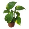 Pothos Giant Hawaiian - LIVE 4" Potted Plant - Epipremnum Hawaiian -Cheap Plantly Store PhotoRoom 20231121 215349 8