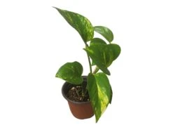 Pothos Giant Hawaiian - LIVE 4" Potted Plant - Epipremnum Hawaiian -Cheap Plantly Store PhotoRoom 20231121 215349 9 1