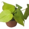 Philodendron Lemon Lime LIVE 4" Potted Rooted Cutting - FREE SHIPPING -Cheap Plantly Store PhotoRoom 20231122 045142 1
