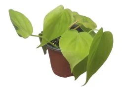 Philodendron Lemon Lime LIVE 4" Potted Rooted Cutting - FREE SHIPPING -Cheap Plantly Store PhotoRoom 20231122 045142 2