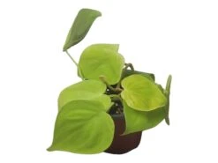 Philodendron Lemon Lime LIVE 4" Potted Rooted Cutting - FREE SHIPPING -Cheap Plantly Store PhotoRoom 20231122 045142 3