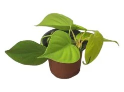 Philodendron Lemon Lime LIVE 4" Potted Rooted Cutting - FREE SHIPPING -Cheap Plantly Store PhotoRoom 20231122 045142 5