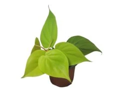 Philodendron Lemon Lime LIVE 4" Potted Rooted Cutting - FREE SHIPPING -Cheap Plantly Store PhotoRoom 20231122 045142 6