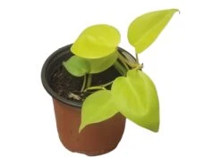 Philodendron Lemon Lime LIVE 4" Potted Rooted Cutting - FREE SHIPPING -Cheap Plantly Store PhotoRoom 20231122 045143 7