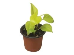 Philodendron Lemon Lime LIVE 4" Potted Rooted Cutting - FREE SHIPPING -Cheap Plantly Store PhotoRoom 20231122 045143 8