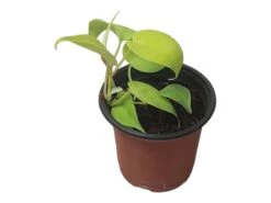 Philodendron Lemon Lime LIVE 4" Potted Rooted Cutting - FREE SHIPPING -Cheap Plantly Store PhotoRoom 20231122 045143 9