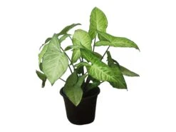 Syngonium White Butterfly - LIVE 4" Or 6" Potted Plant - Syngonium Podophyllum - FREE SHIPPING -Cheap Plantly Store PhotoRoom 20231122 050115 5