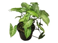 Syngonium White Butterfly - LIVE 4" Or 6" Potted Plant - Syngonium Podophyllum - FREE SHIPPING -Cheap Plantly Store PhotoRoom 20231122 050115 6