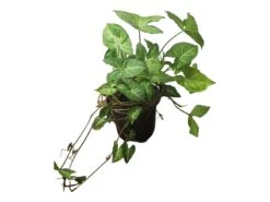 Syngonium White Butterfly - LIVE 4" Or 6" Potted Plant - Syngonium Podophyllum - FREE SHIPPING -Cheap Plantly Store PhotoRoom 20231122 050115 8