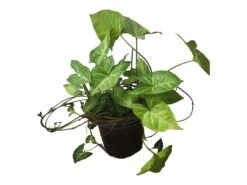 Syngonium White Butterfly - LIVE 4" Or 6" Potted Plant - Syngonium Podophyllum - FREE SHIPPING -Cheap Plantly Store PhotoRoom 20231122 050115 9