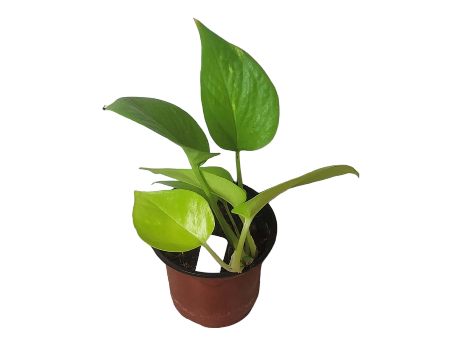 LIVE Neon Pothos In 4″ Pot – Epipremnum Aureum Neon - LIVE Potted Plant - FREE SHIPPING 4 LIVE Neon Pothos In 4″ Pot – Epipremnum Aureum Neon - LIVE Potted Plant - FREE SHIPPING - Image 2