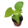 LIVE Neon Pothos In 4″ Pot – Epipremnum Aureum Neon - LIVE Potted Plant - FREE SHIPPING 1 LIVE Neon Pothos In 4″ Pot – Epipremnum Aureum Neon - LIVE Potted Plant - FREE SHIPPING -Cheap Plantly Store PhotoRoom 20231122 084235 2